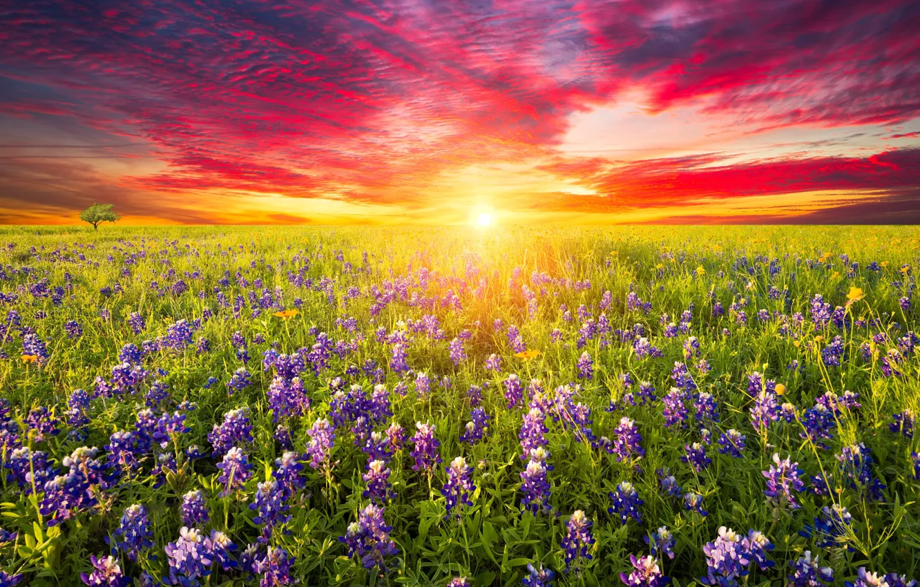 Photo wallpaper field, summer, the sky, bright colors, the sun, clouds, sunset, flowers