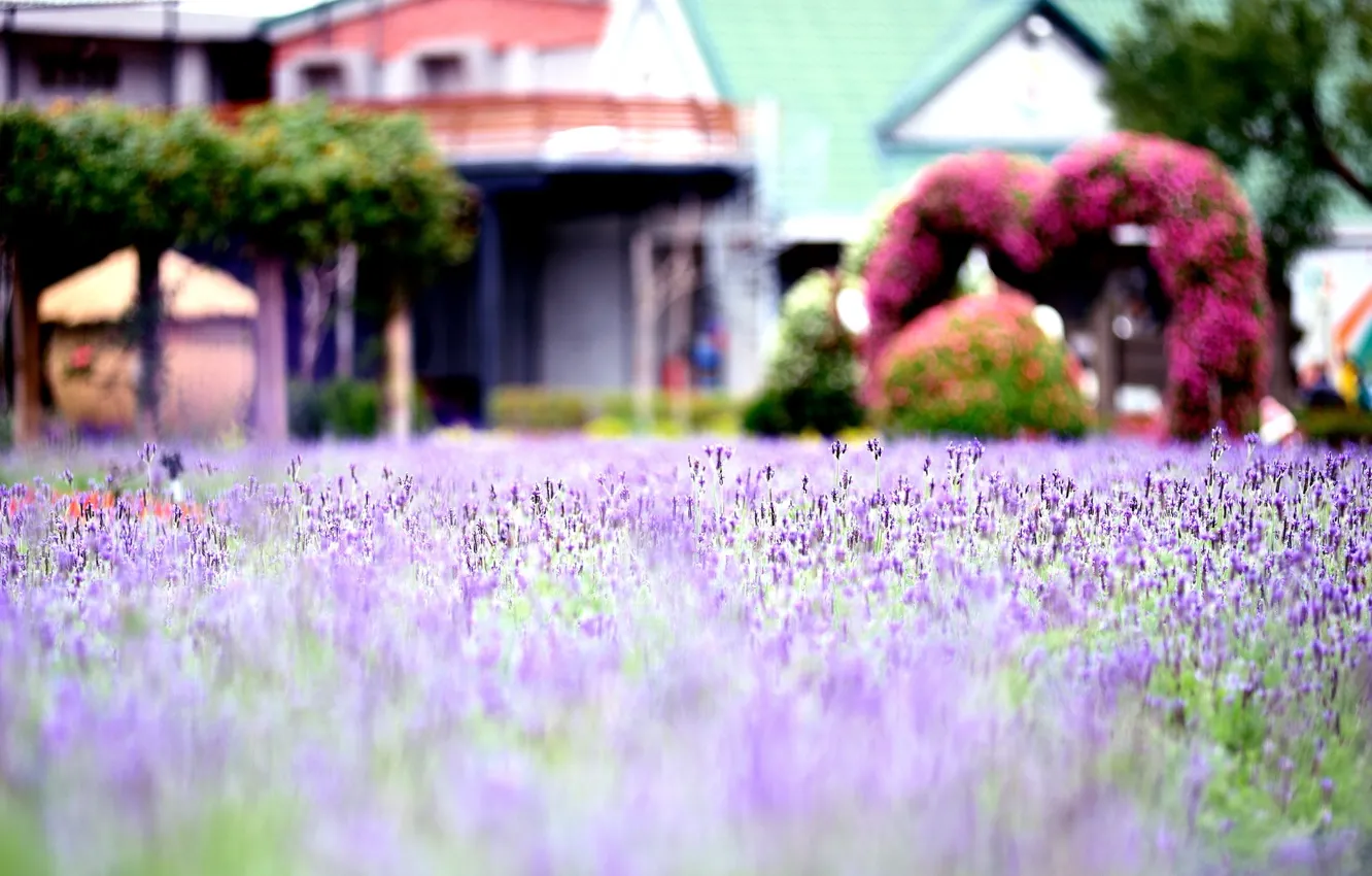 Photo wallpaper field, purple, macro, flowers, background, widescreen, Wallpaper, blur