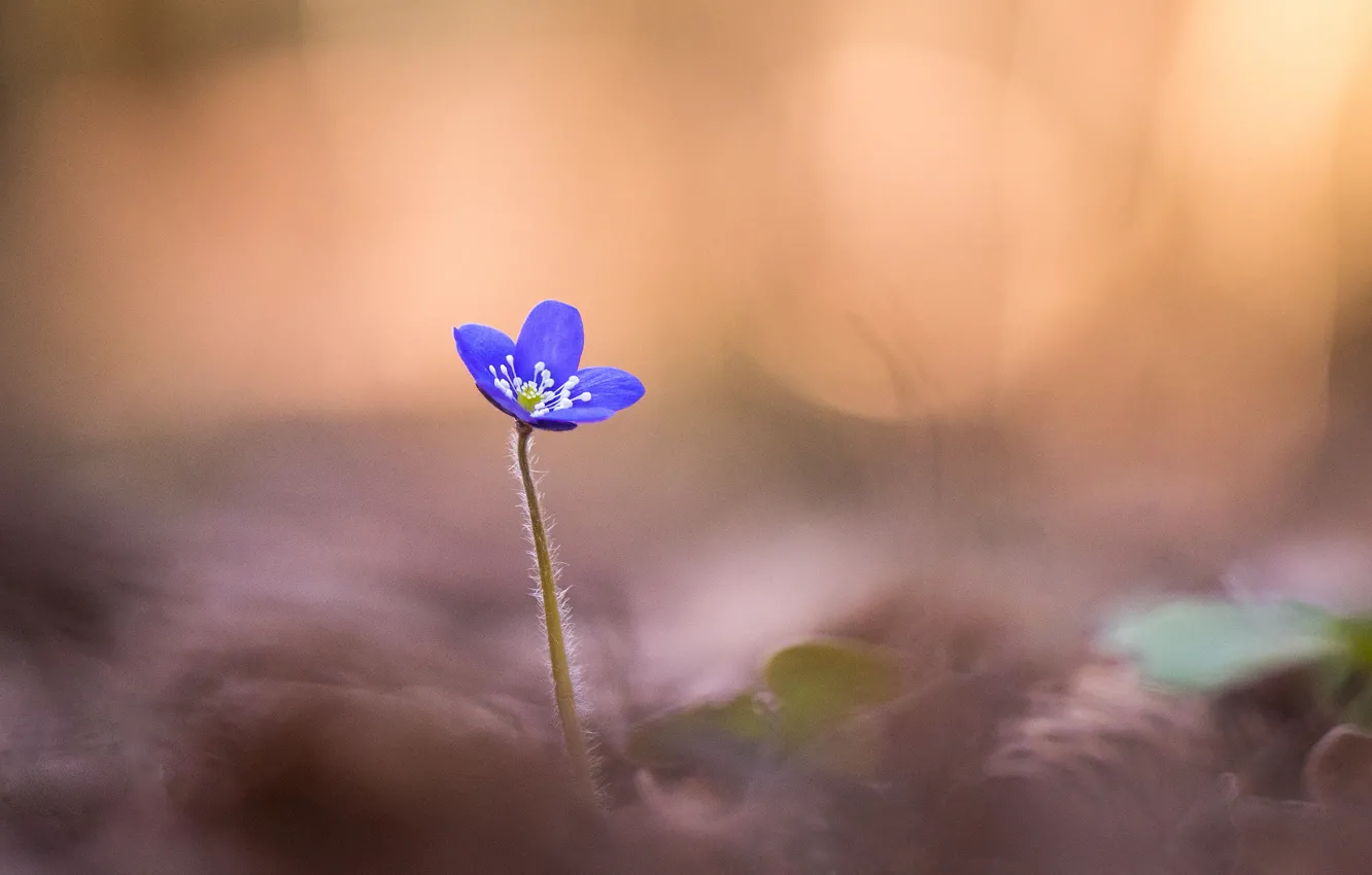 Photo wallpaper flower, macro, focus, petals, blur, blue, Anemone hepatica, pechenocna