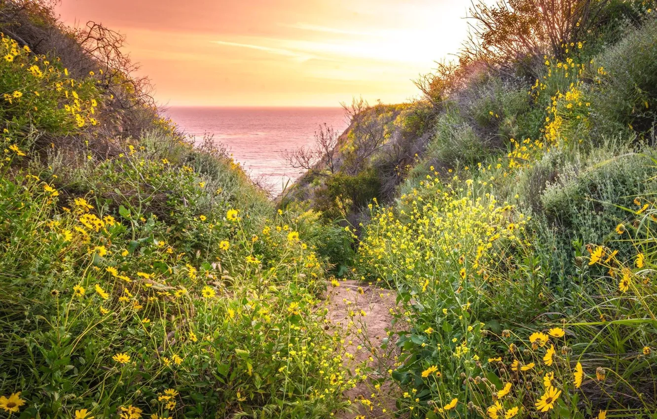 Photo wallpaper landscape, sunset, flowers