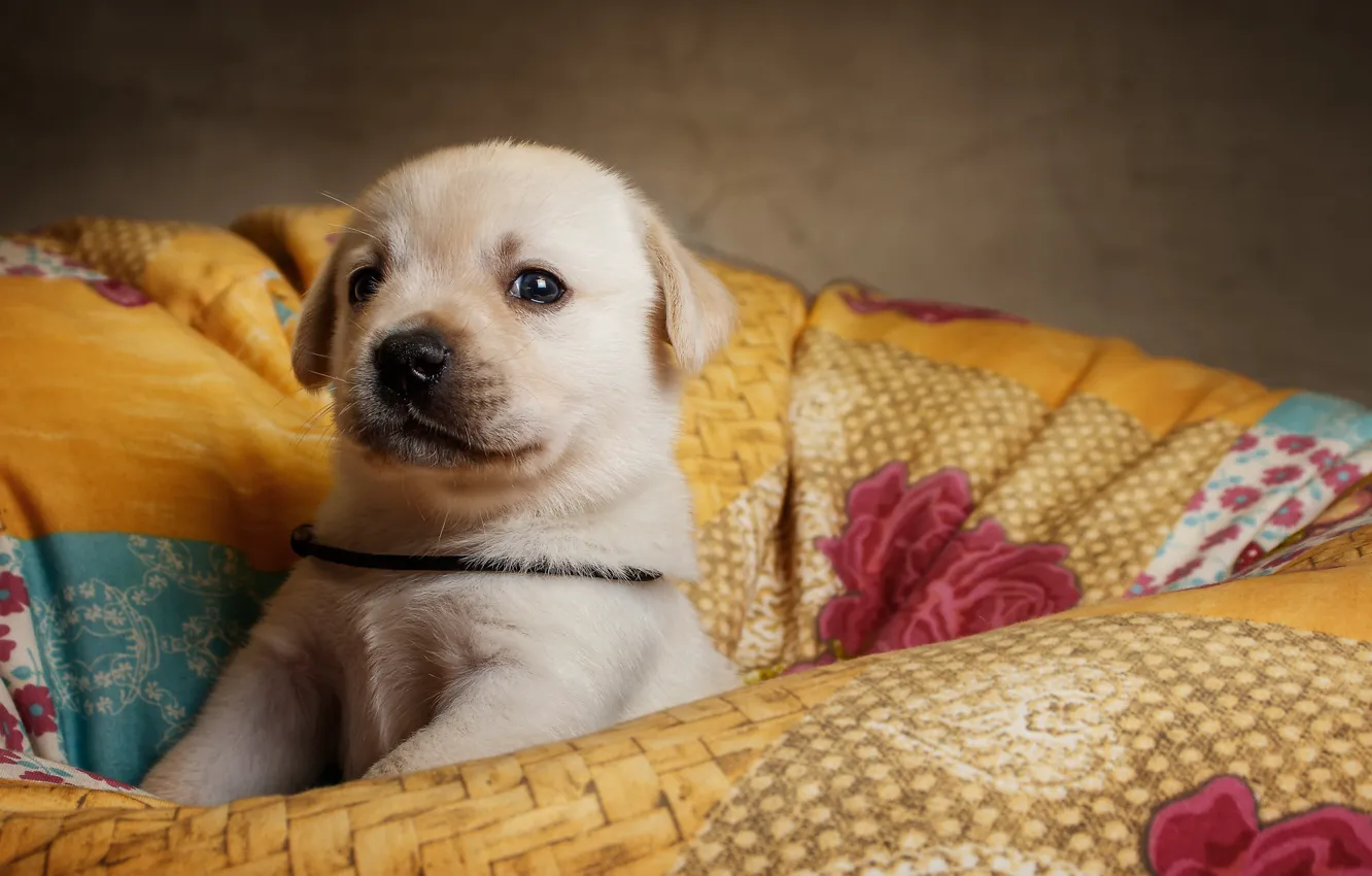 Photo wallpaper background, puppy, pillow, dog