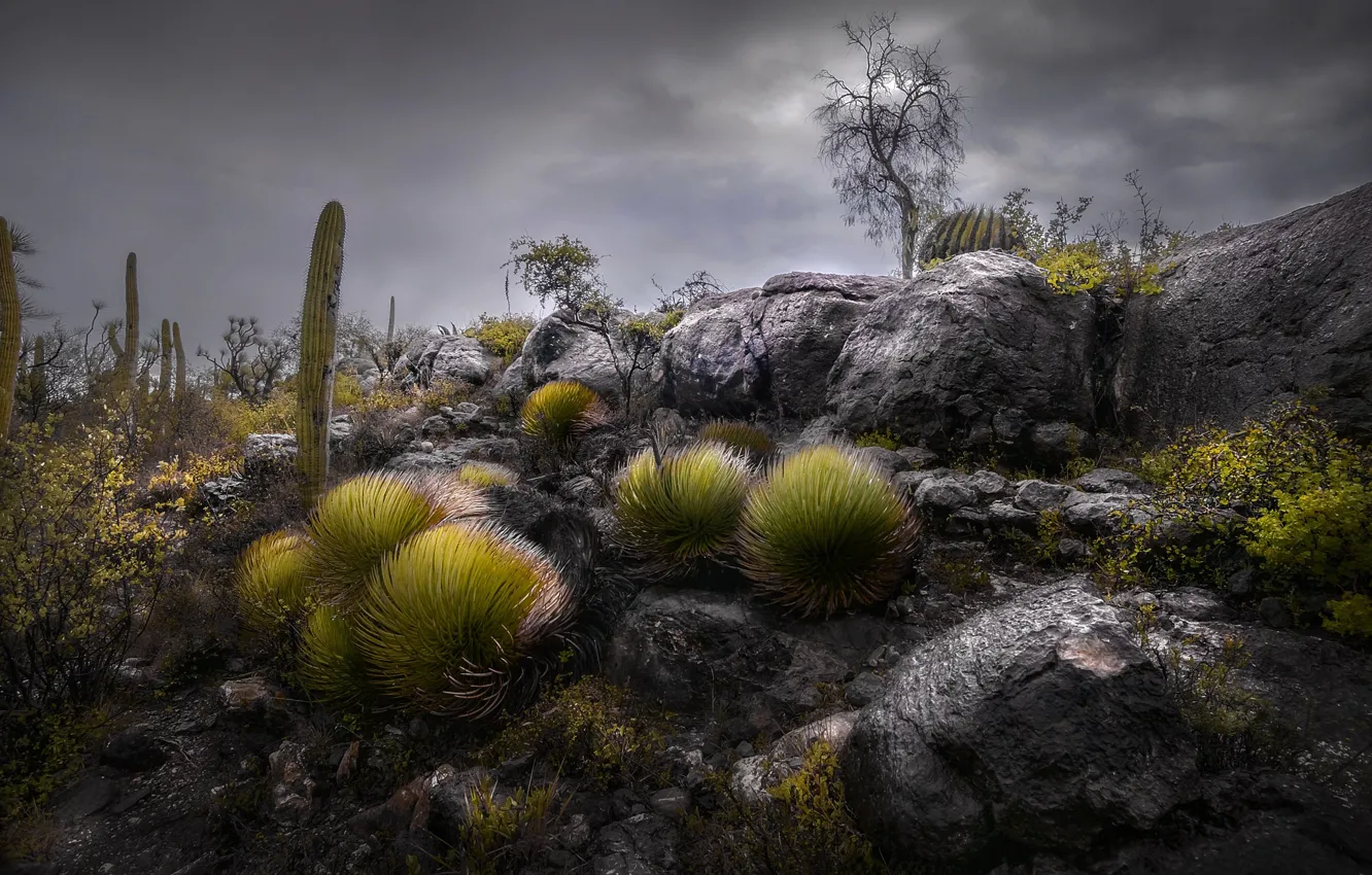 Photo wallpaper the sky, clouds, nature, stones, rocks, Mexico, cacti