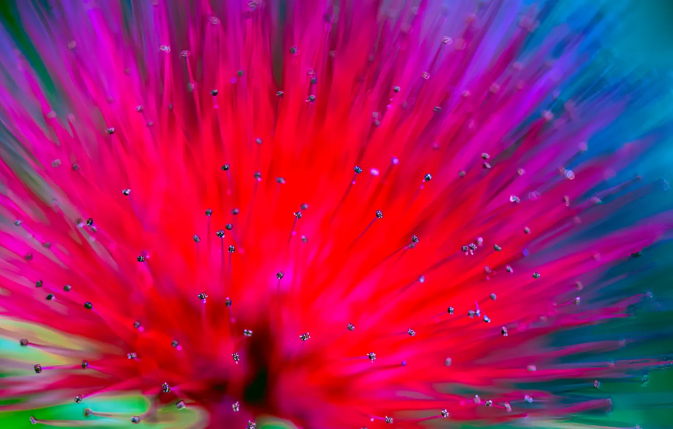 Photo wallpaper macro, flowers, stamens, bright