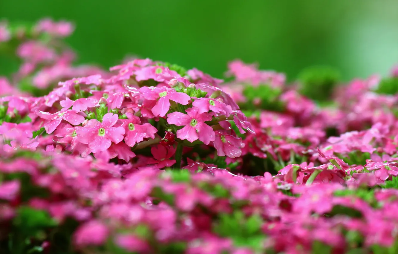 Photo wallpaper pink, Flowers, spring, flowering