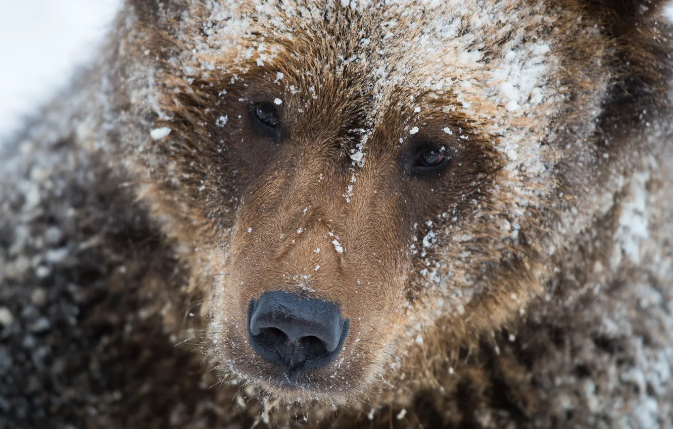 Photo wallpaper winter, face, snow, close-up, nature, bear