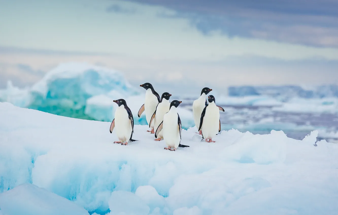 Photo wallpaper animals, birds, cod, penguins, in Antarctica, Adélie