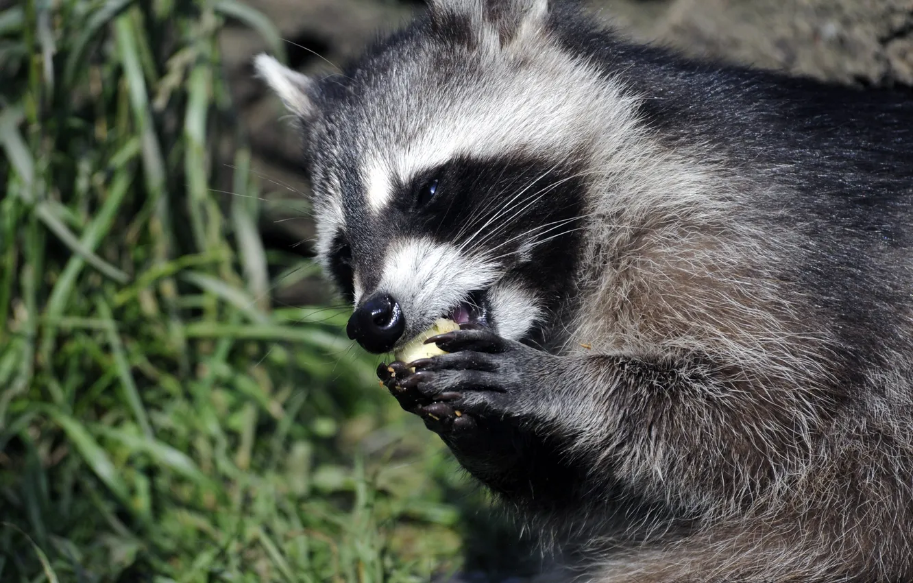 Photo wallpaper face, raccoon, eating