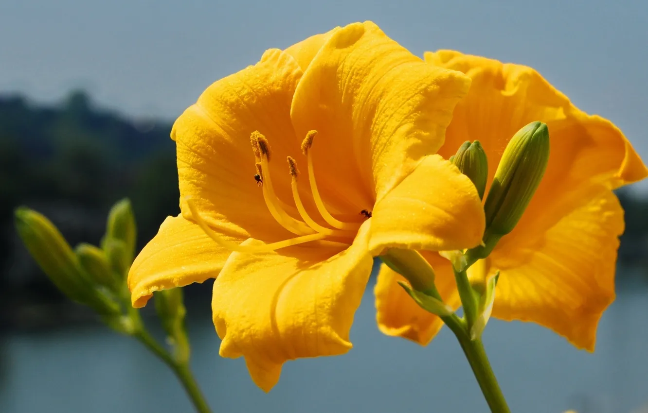 Photo wallpaper macro, Lily, buds