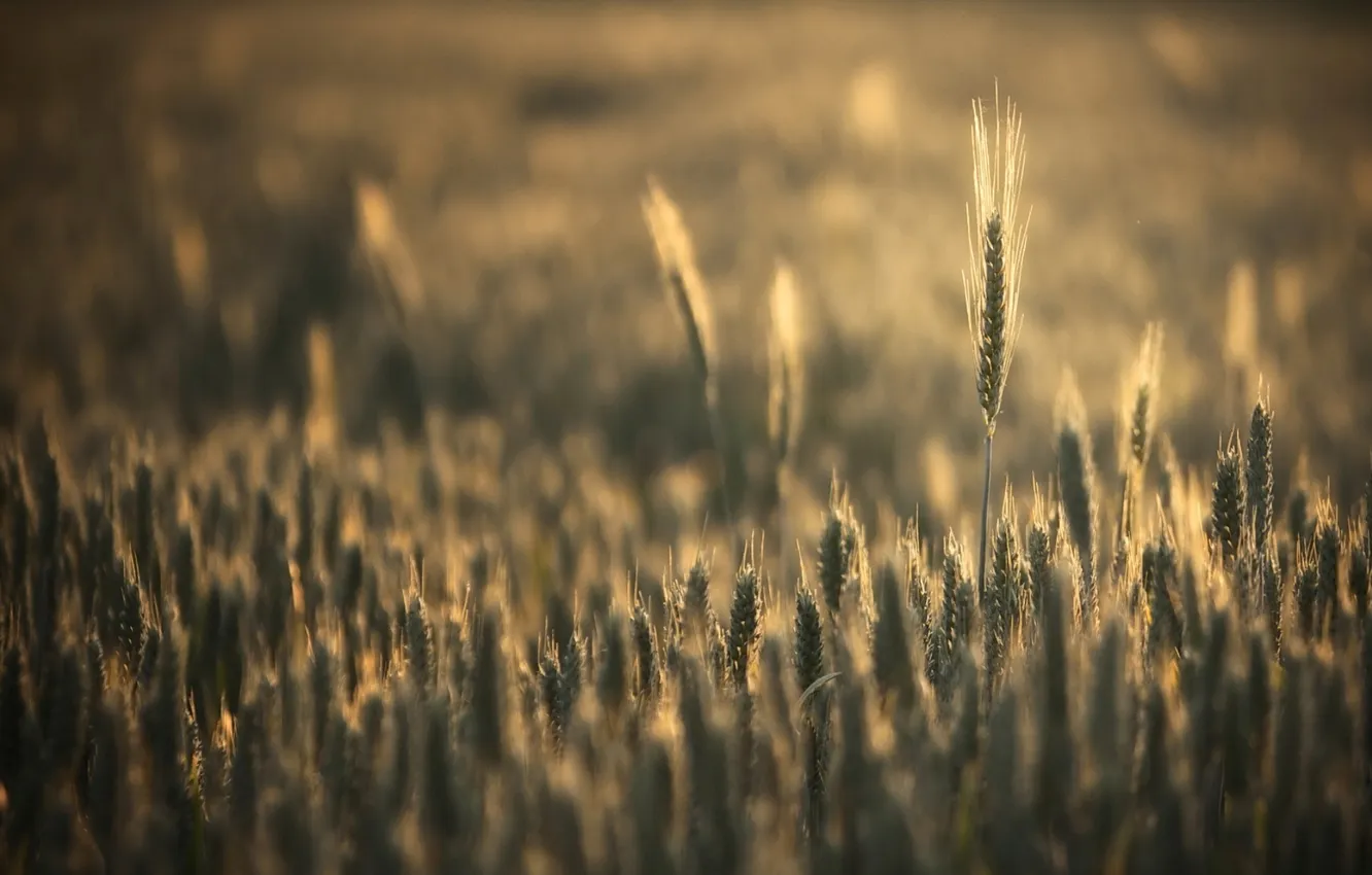 Photo wallpaper field, summer, nature, Wallpaper, the evening, spikelets