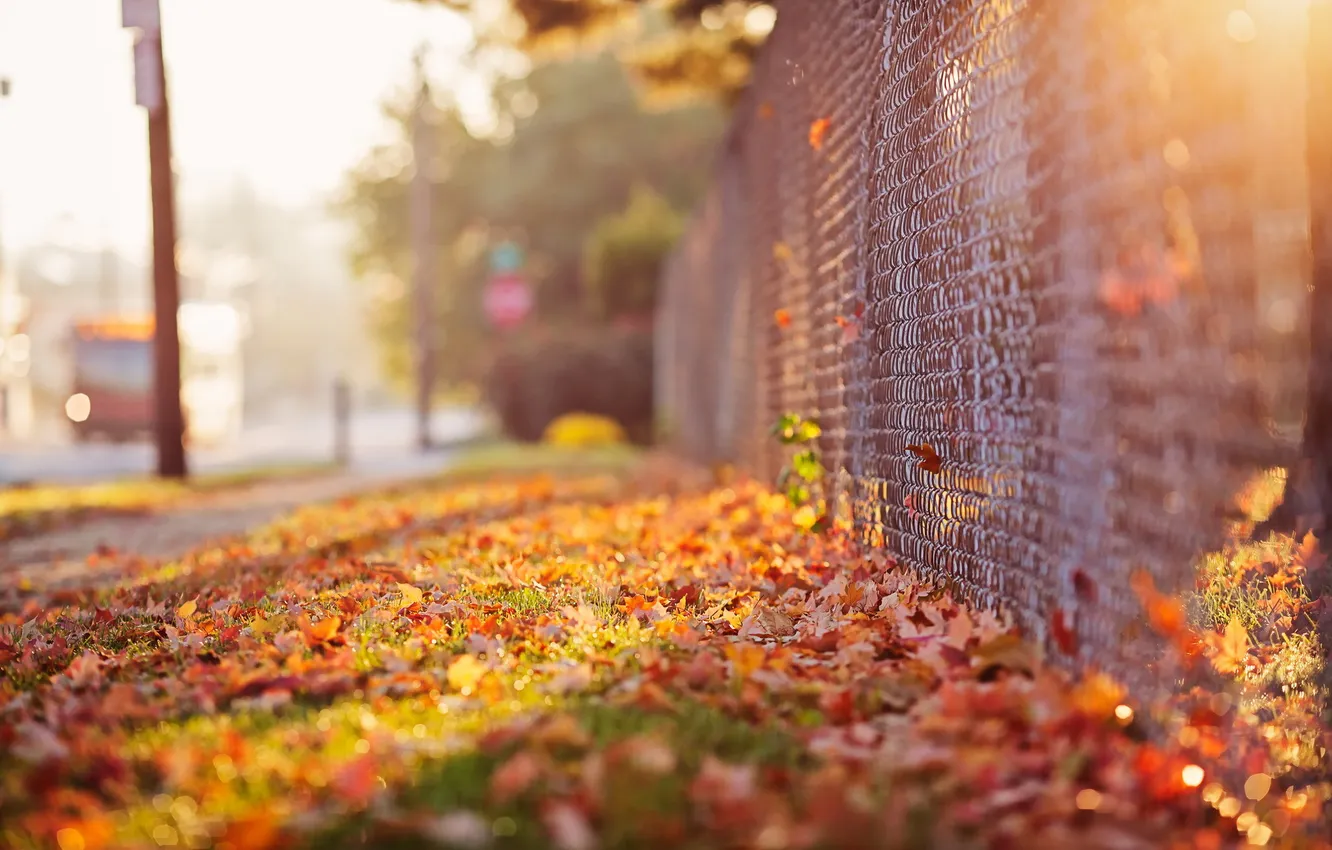 Photo wallpaper autumn, street, the fence