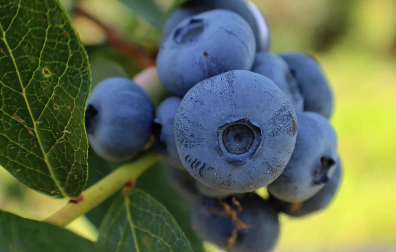 Photo wallpaper leaves, berries, sprig, blueberries