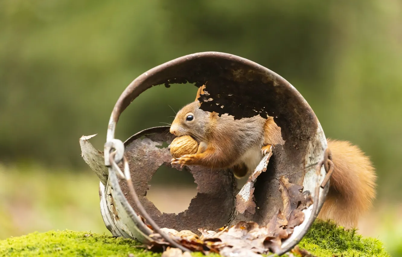 Photo wallpaper protein, bucket, nuts