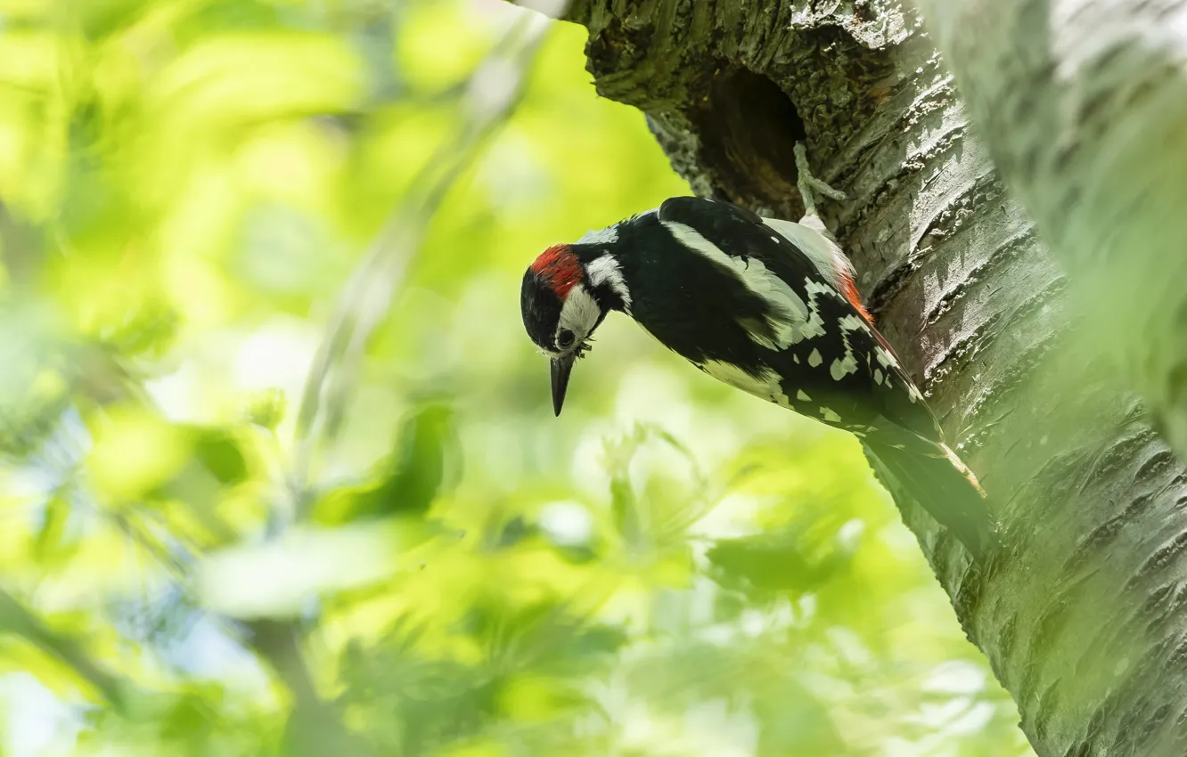 Photo wallpaper trees, bird, foliage, woodpecker