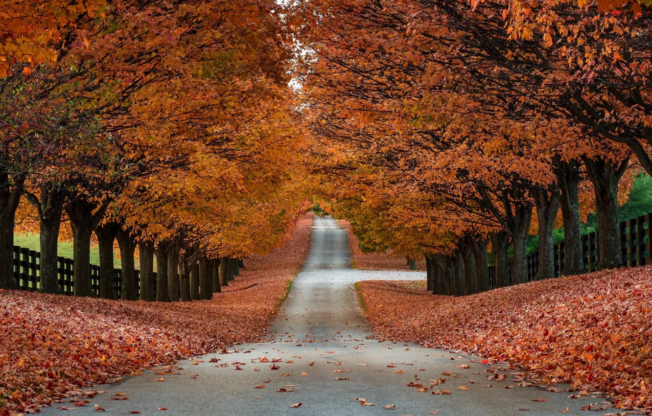 Photo wallpaper road, autumn, trees, foliage, the fence