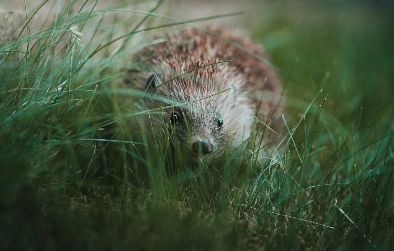 Photo wallpaper greens, grass, look, nature, thickets, nose, hedgehog, face