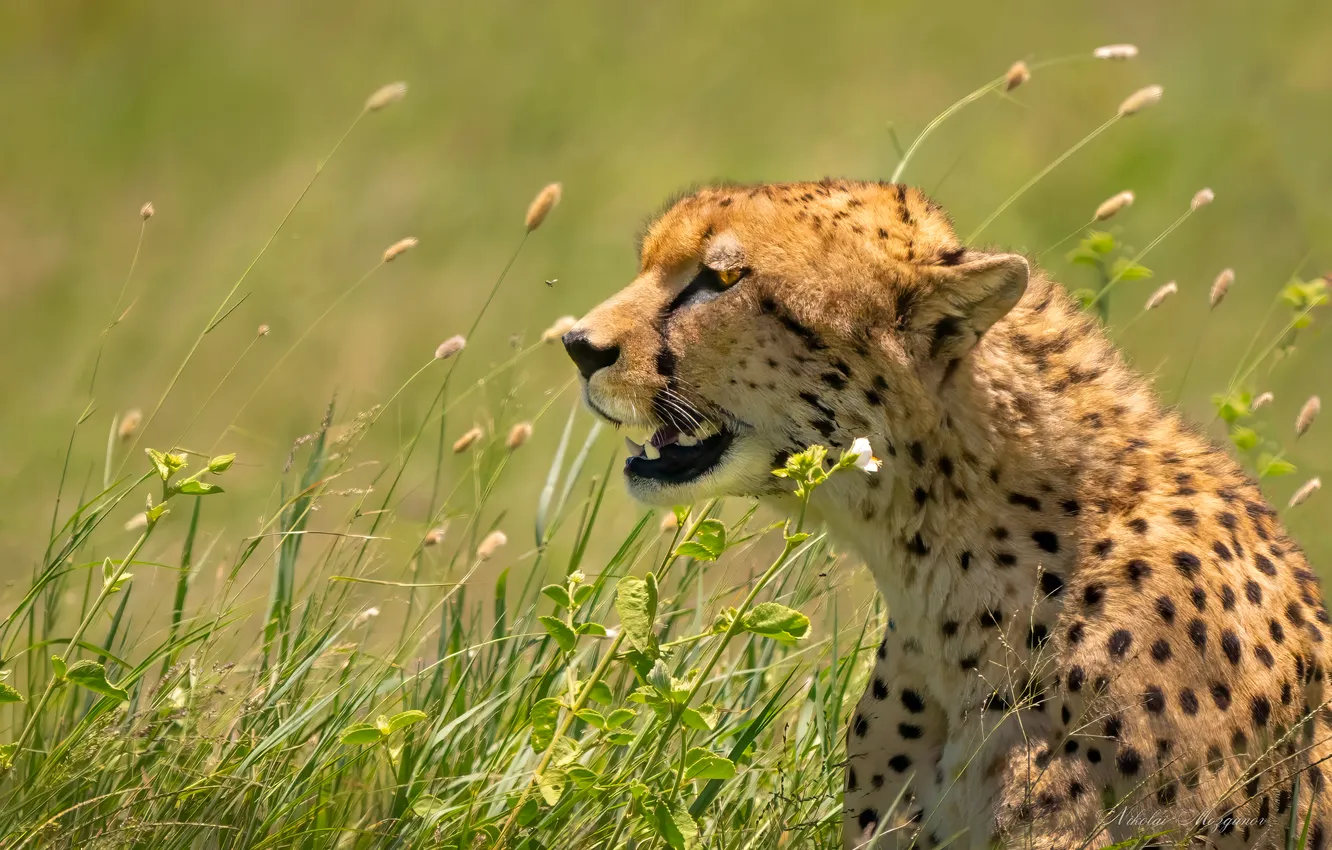 Photo wallpaper leopard, Africa, feline