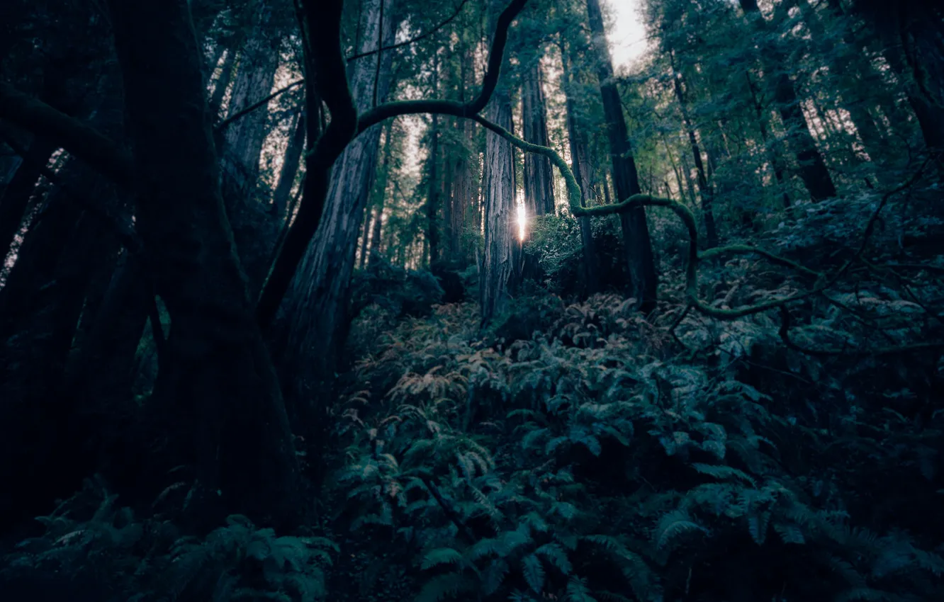 Photo wallpaper forest, light, trees, moss, focus, blur, paporotka