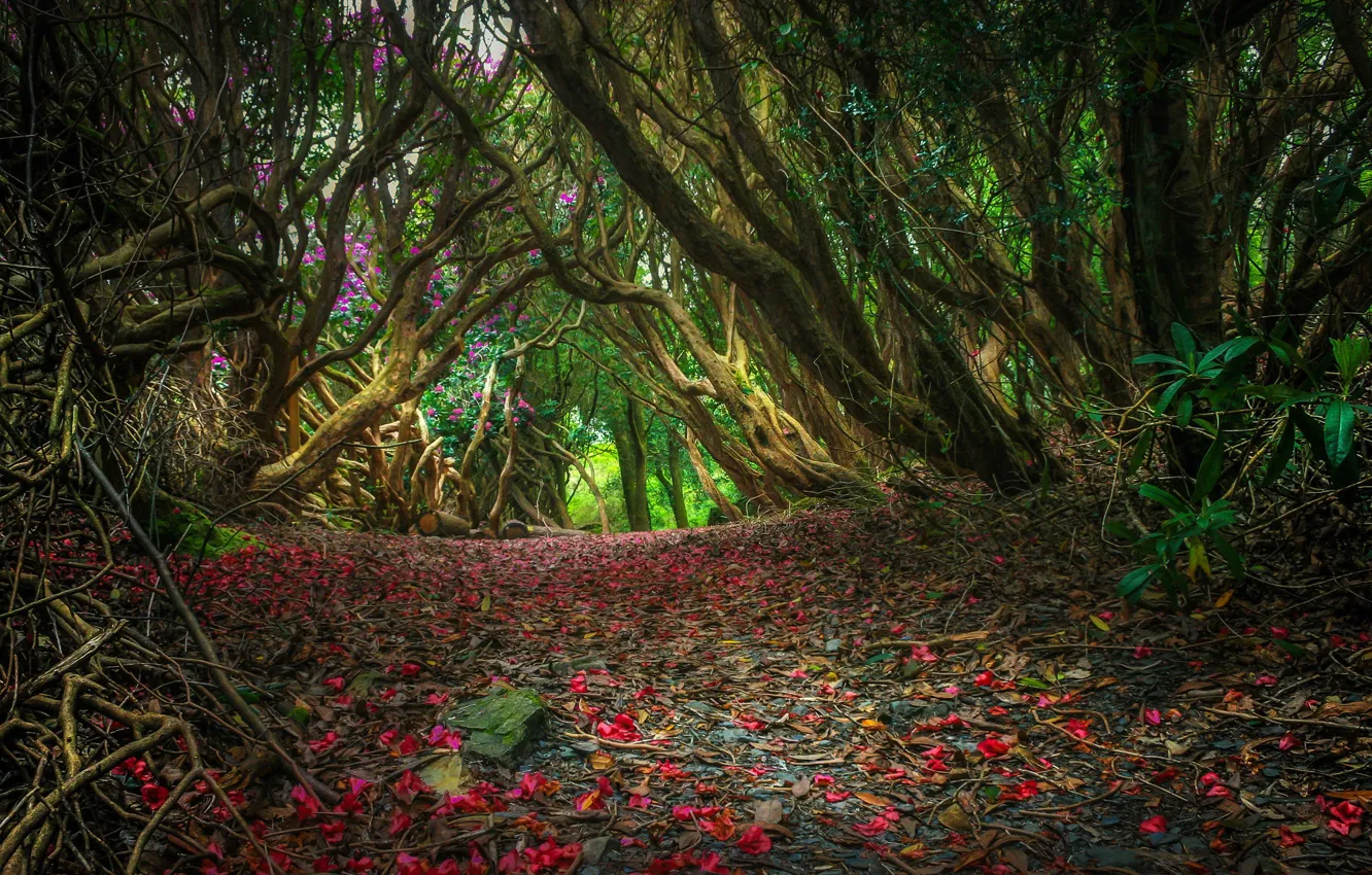 Photo wallpaper forest, thickets, petals