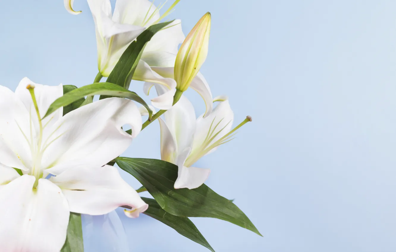 Photo wallpaper flowers, Lily, buds