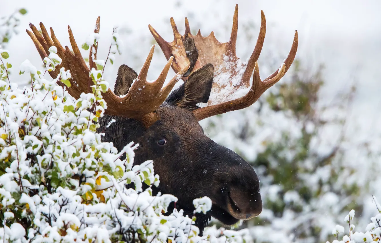 Photo wallpaper snow, horns, moose