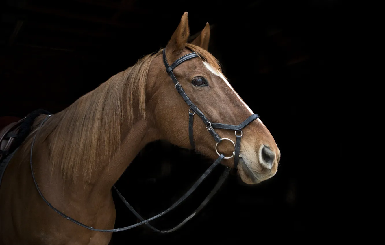 Photo wallpaper face, horse, Bay