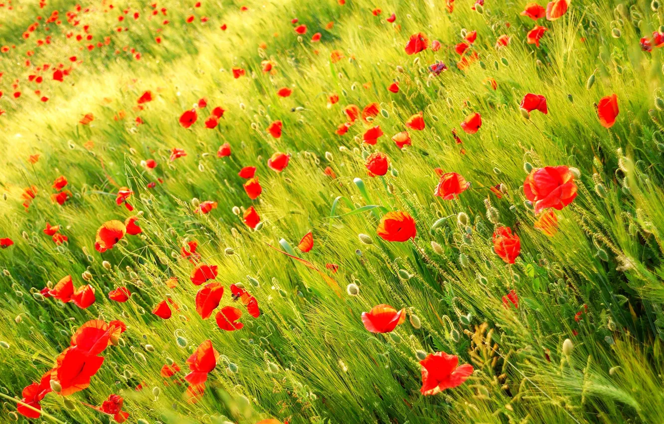 Photo wallpaper field, nature, Maki, petals, meadow