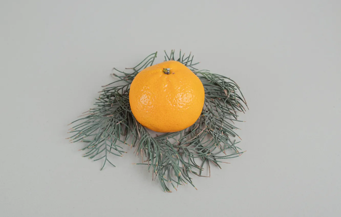 Photo wallpaper branches, one, new year, minimalism, Christmas, fruit, grey background, needles