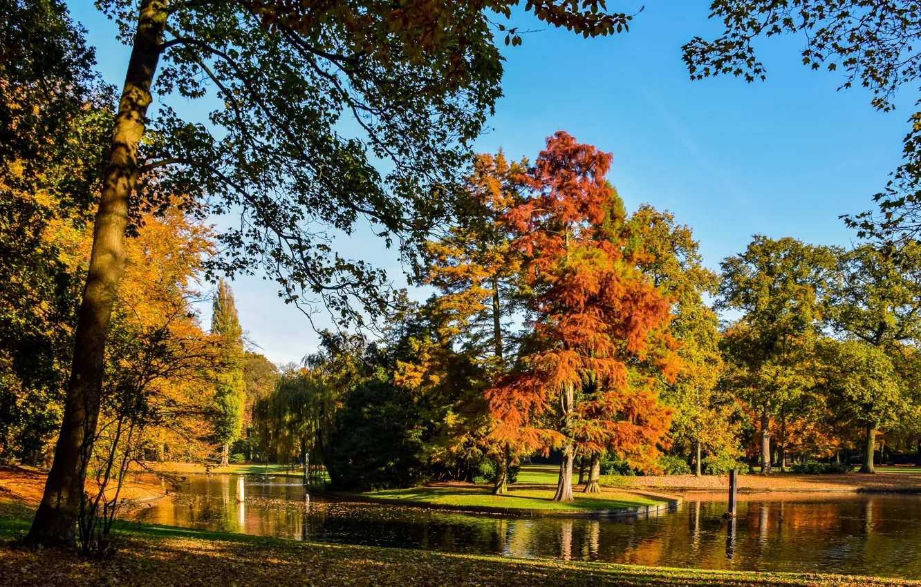 Photo wallpaper autumn, leaves, trees, pond, Park, Netherlands, Vught, Reeburgpark