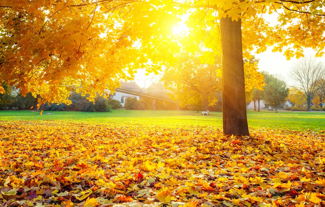 Photo wallpaper autumn, grass, leaves, trees, yellow, the rays of the sun, lawn