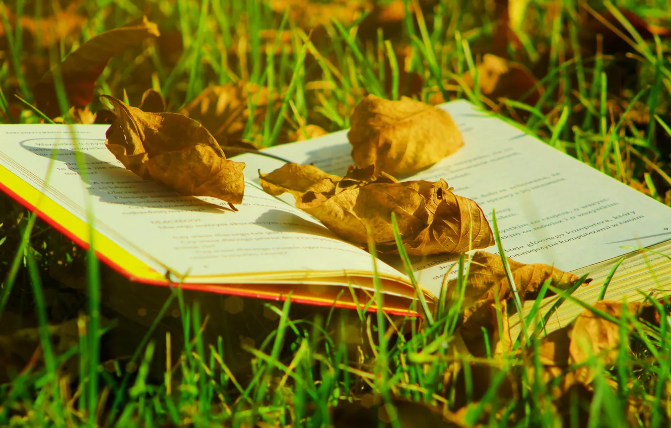 Photo wallpaper autumn, grass, leaves, light, yellow, glade, foliage, book