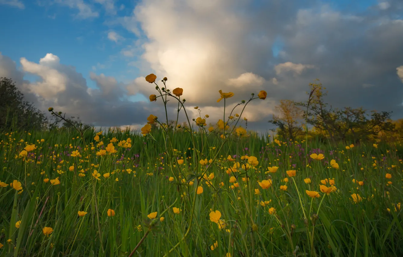 Photo wallpaper greens, field, the sky, clouds, flowers, yellow, nature, spring