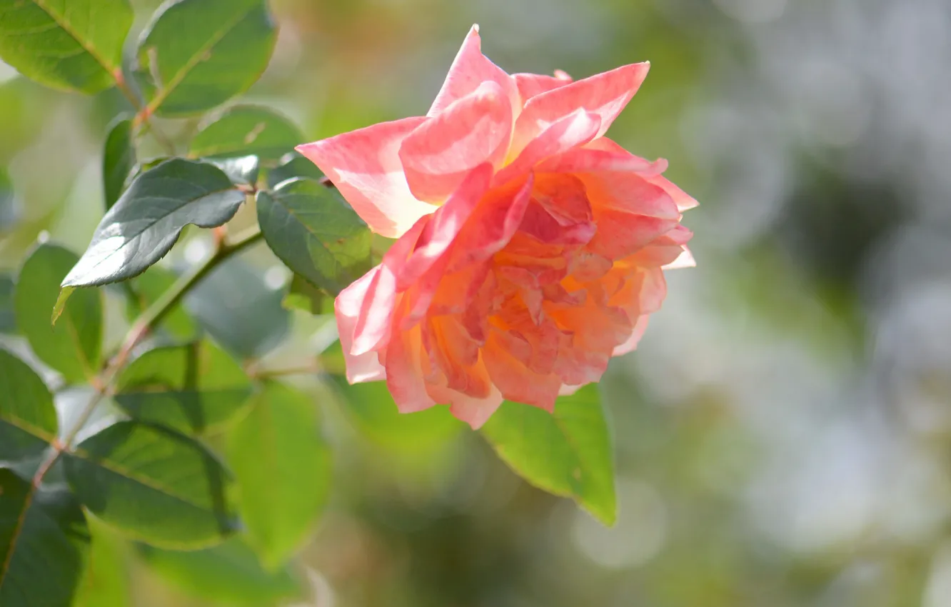 Photo wallpaper flower, rose, bokeh, orange rose