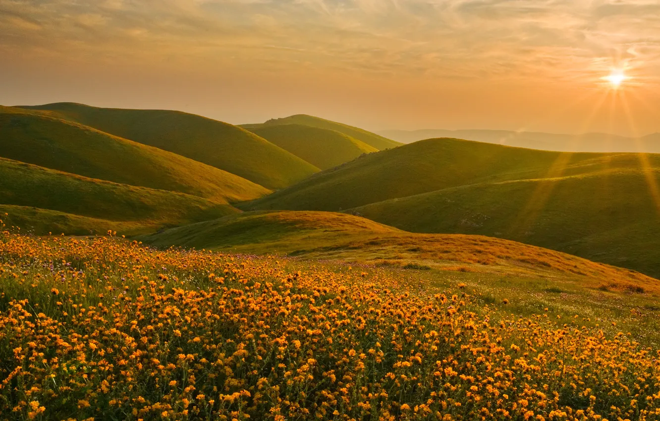Photo wallpaper the sun, landscape, sunset, flowers, hills, CA, Sierra Nevada