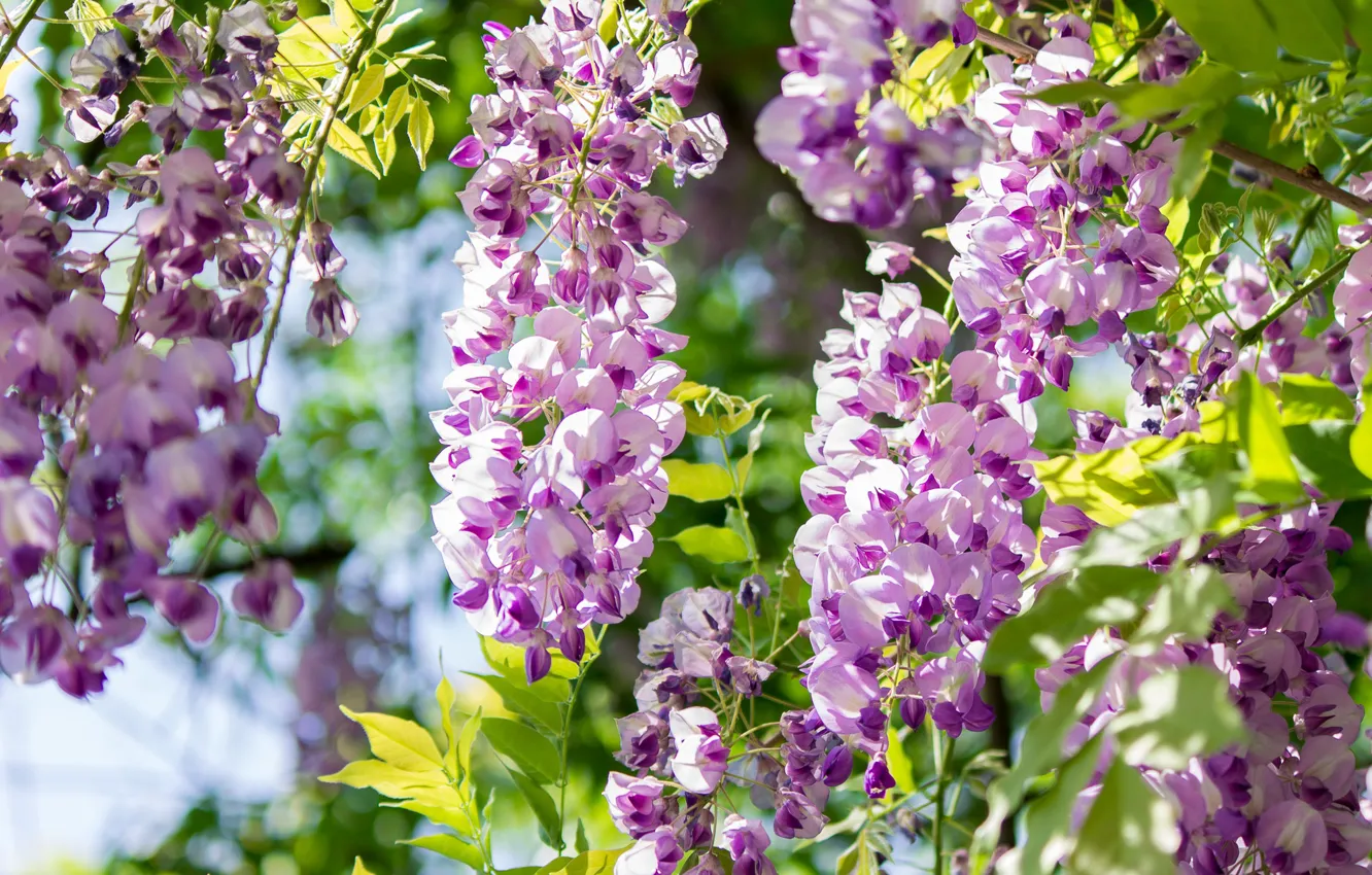 Photo wallpaper Spring, Spring, Acacia, Acacia, Purple acacia