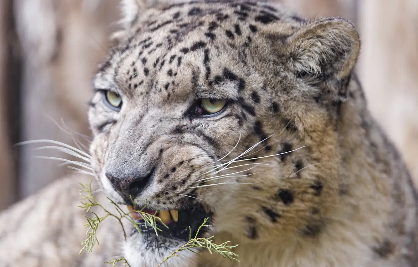 Photo wallpaper cat, IRBIS, snow leopard, ©Tambako The Jaguar