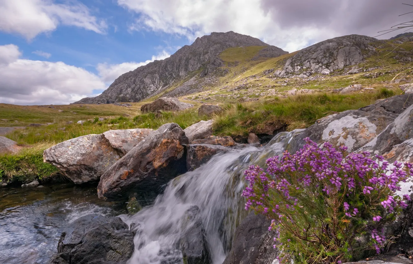Photo wallpaper flowers, mountains, nature, stream, stones, Wales, Snowdonia