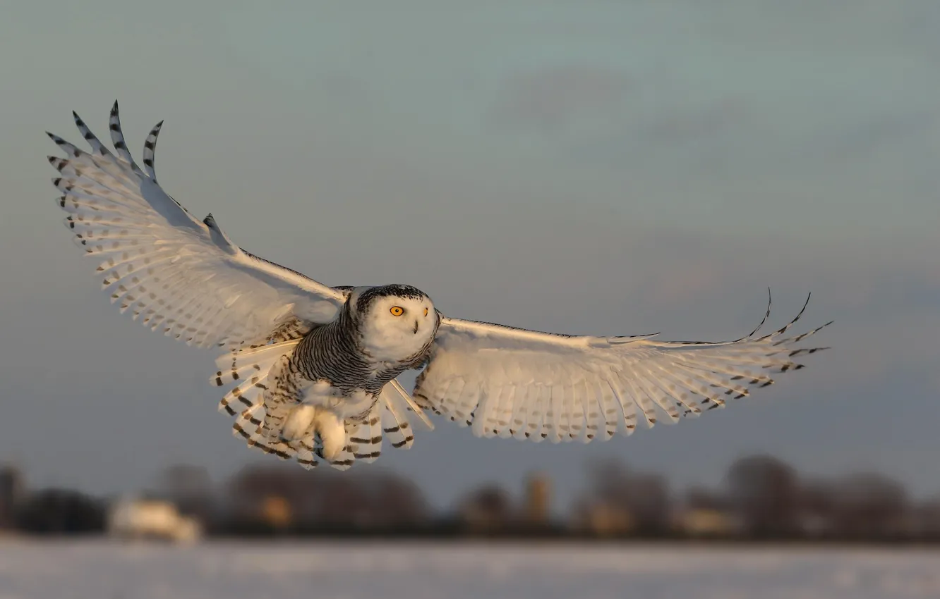 Photo wallpaper owl, wings, flight