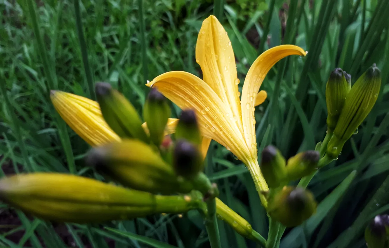 Photo wallpaper flowers, nature, Lily, water drops
