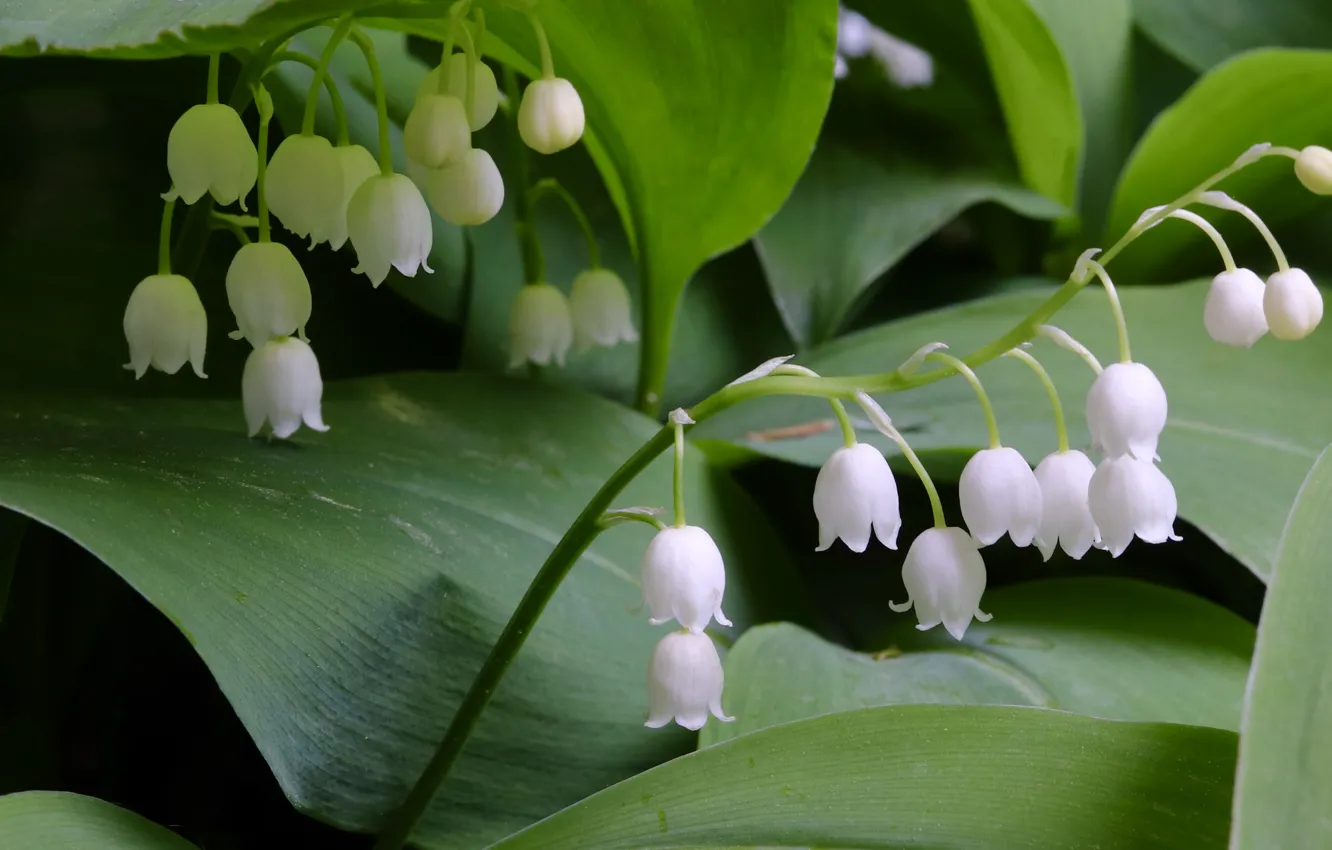 Photo wallpaper leaves, macro, flowers, spring, white, lilies of the valley