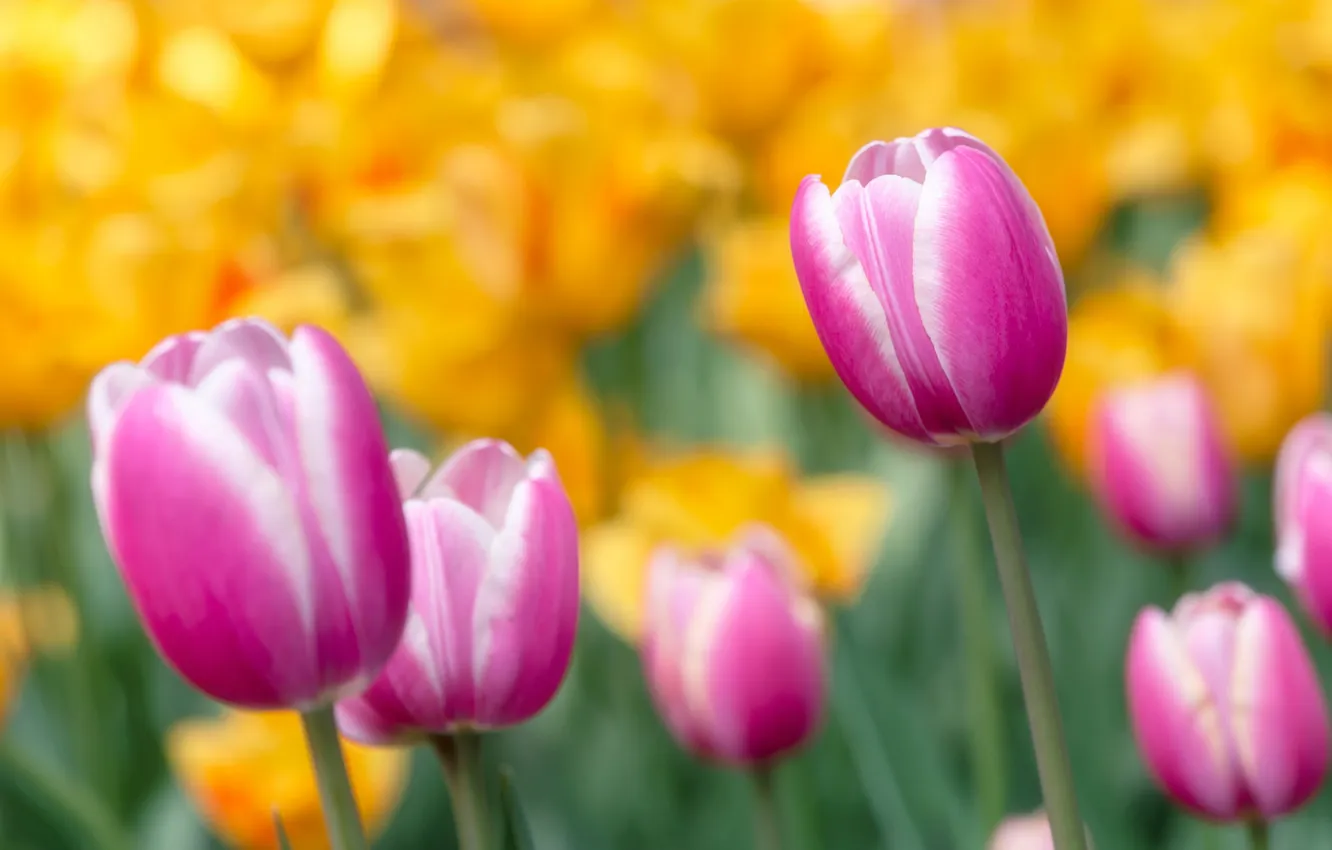 Photo wallpaper flowers, yellow, spring, tulips, pink, buds, flowerbed, blur