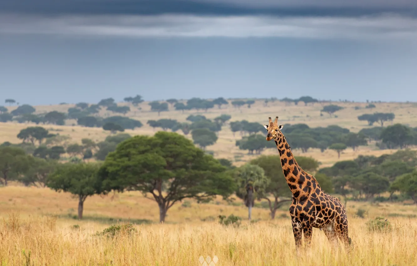 Photo wallpaper field, trees, giraffe, Savannah