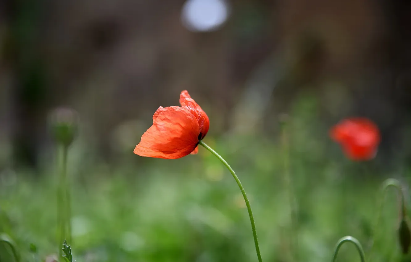 Photo wallpaper flowers, red, Mac, petals