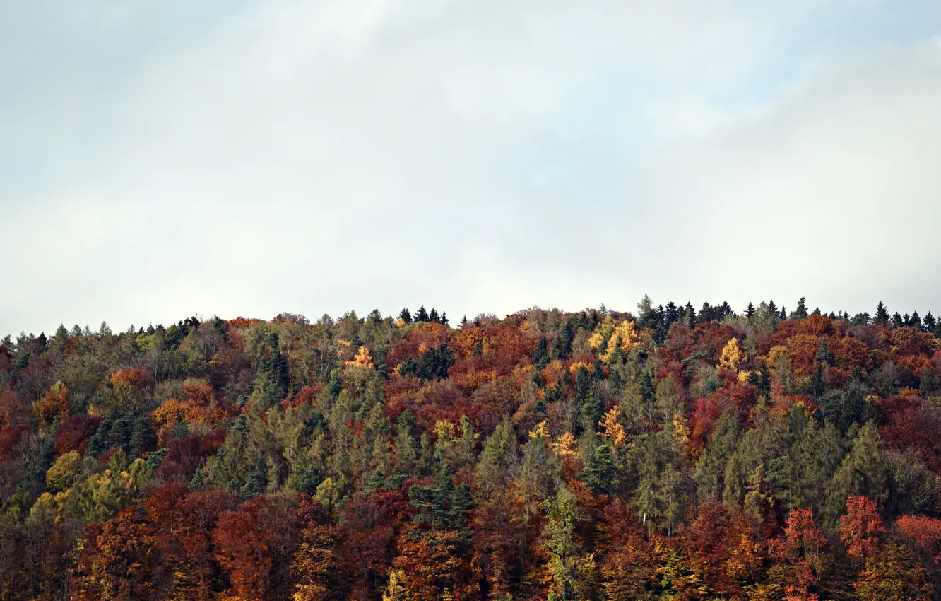 Photo wallpaper the sky, clouds, trees, line