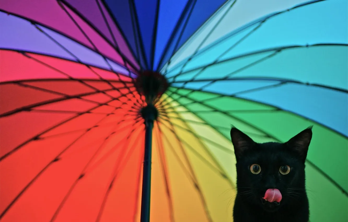 Photo wallpaper language, cat, look, umbrella