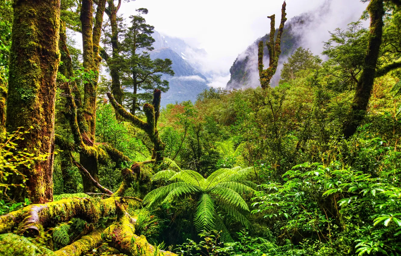 Photo wallpaper green, forest, mountains, plants