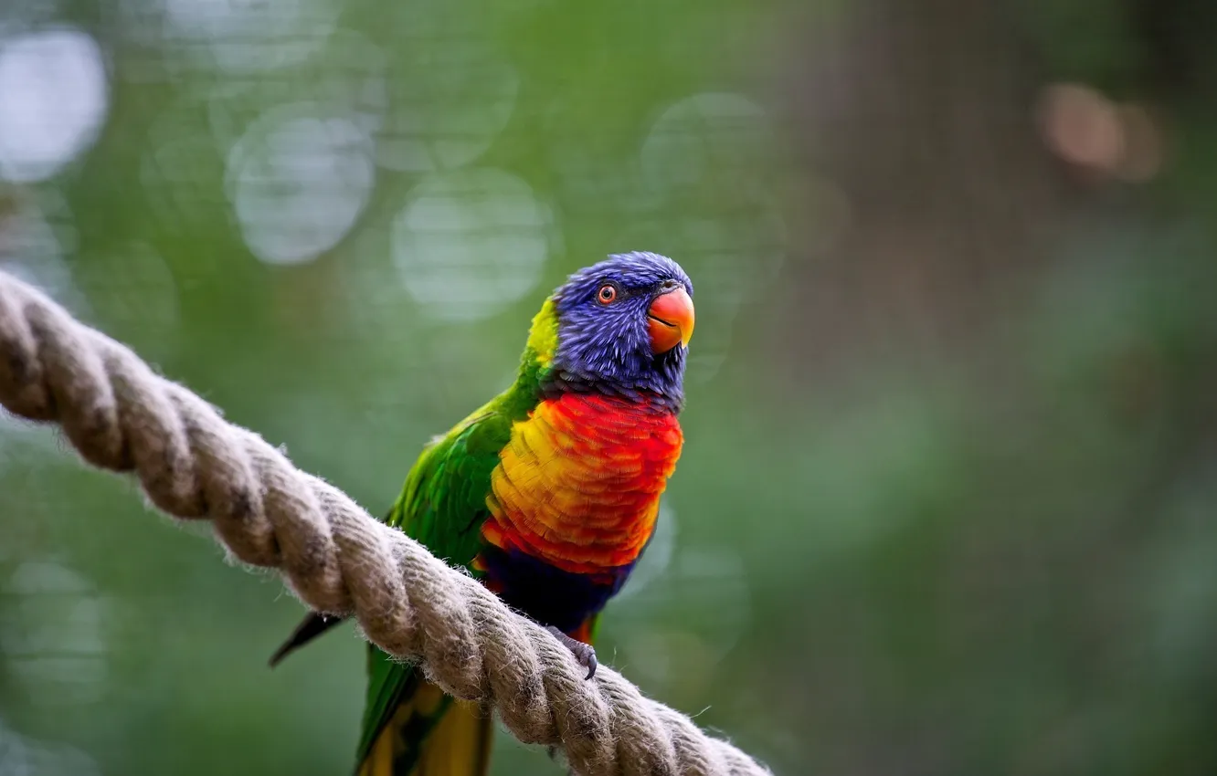 Photo wallpaper bird, color, rope, parrot, roost