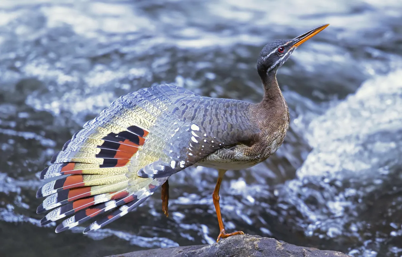 Photo wallpaper water, nature, bird