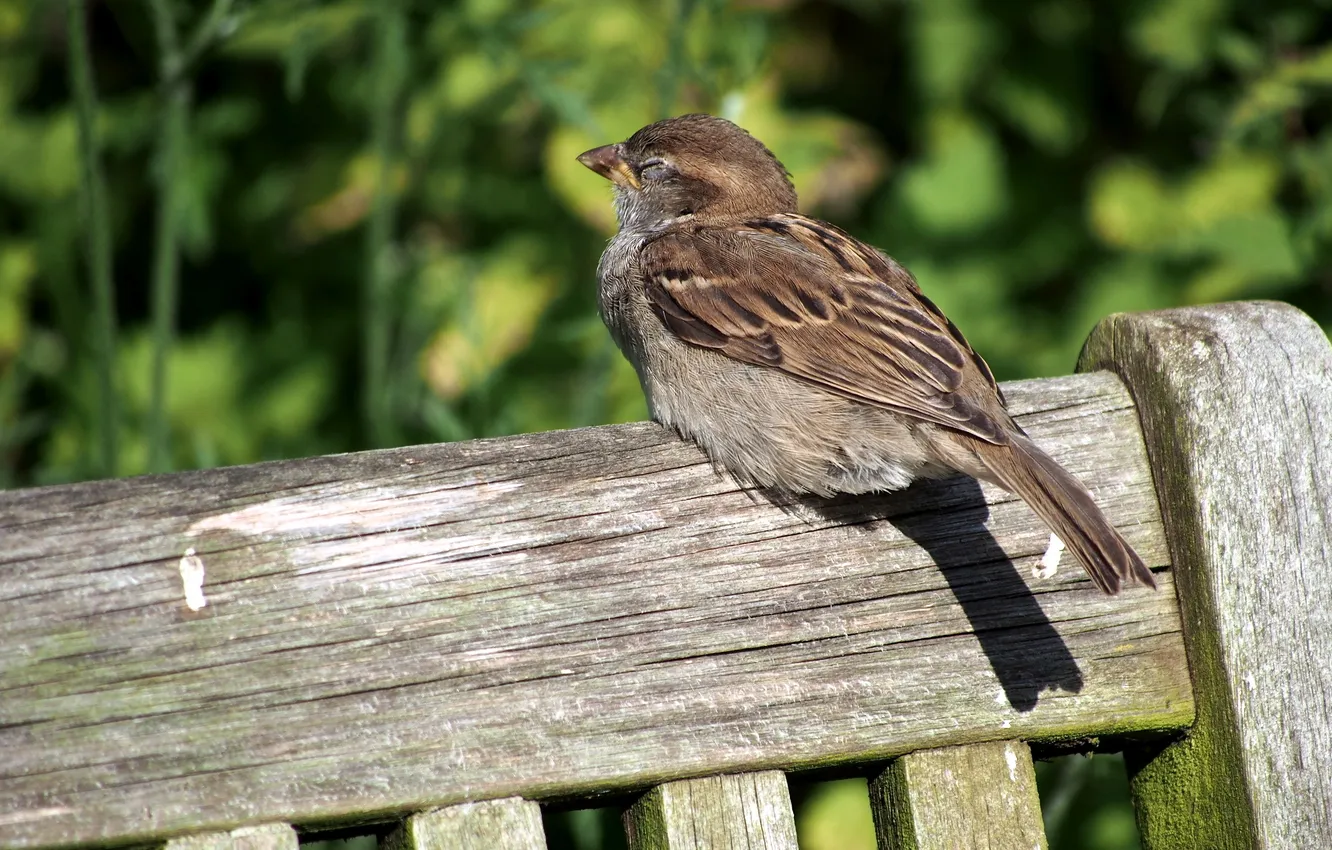 Photo wallpaper summer, bird, Sparrow