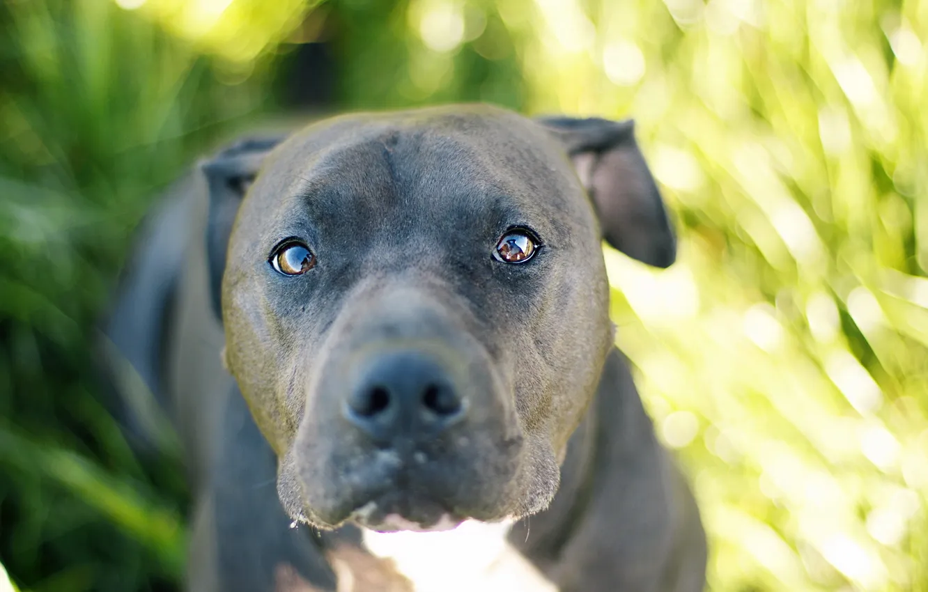 Photo wallpaper look, each, dog