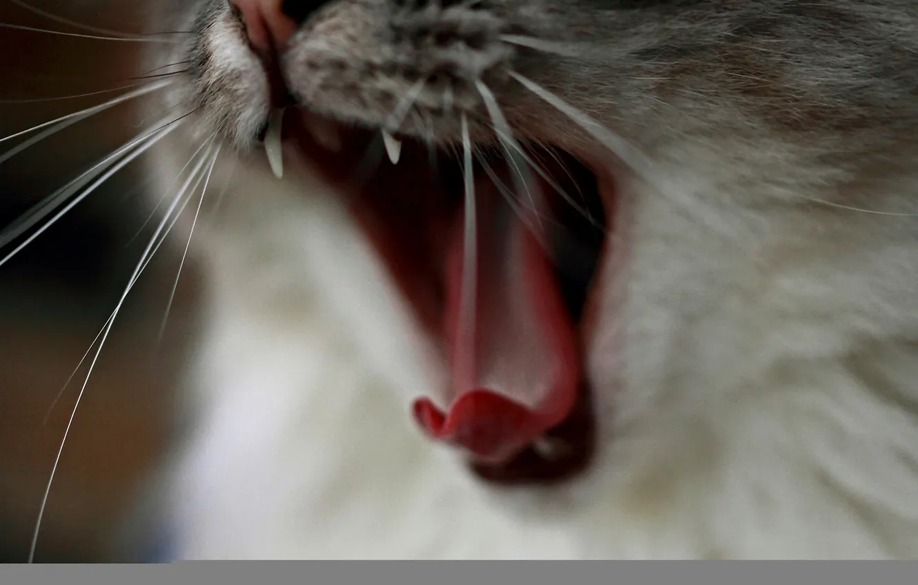 Photo wallpaper cat, macro, animal
